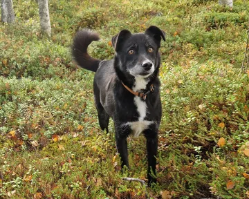 Jönsson, rescuehund i Skellefteå, bild 1