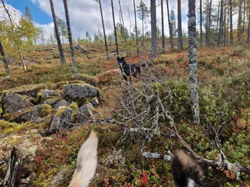 Jönsson, rescuehund i Skellefteå, bild 11