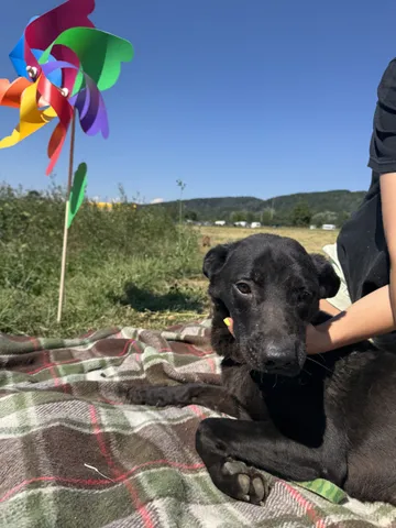 Kaia, rescuehund i Rumänien, bild 2