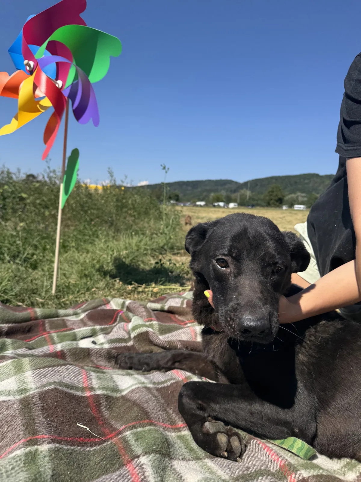Kaia, blandras som söker hem via Ohana Rescue och finns i Rumänien