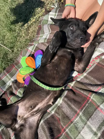 Kaia, rescuehund i Rumänien, bild 3