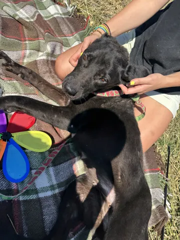 Kaia, rescuehund i Rumänien, bild 4