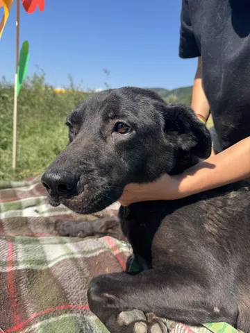 Kaia, rescuehund i Rumänien, bild 5