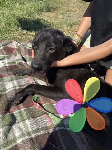 Kaia, rescuehund i Rumänien, bild 6