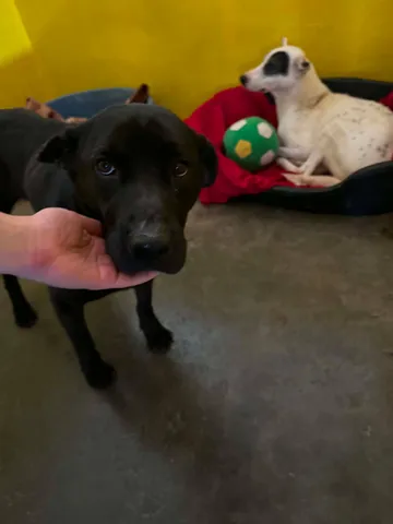Kaia, rescuehund i Rumänien, bild 7