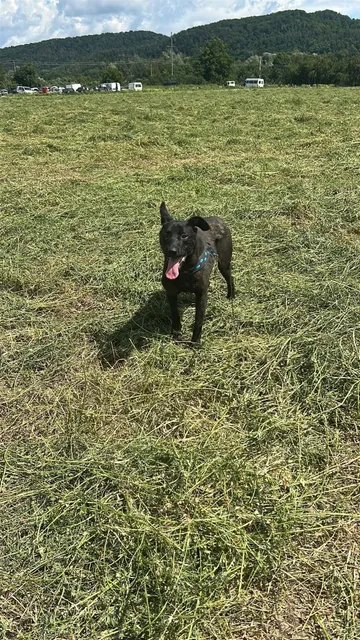 Kaia, rescuehund i Rumänien, bild 8
