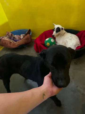 Kaia, rescuehund i Rumänien, bild 9