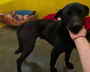 Kaia, rescuehund i Rumänien, bild 10
