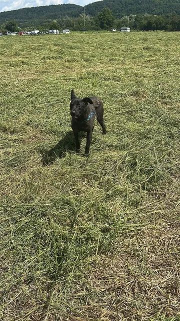 Kaia, rescuehund i Rumänien, bild 11