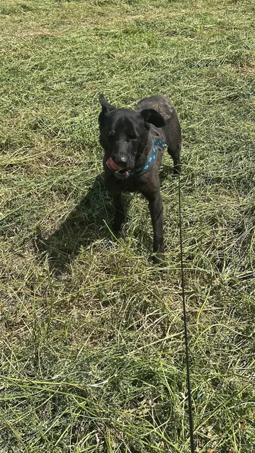 Kaia, rescuehund i Rumänien, bild 12