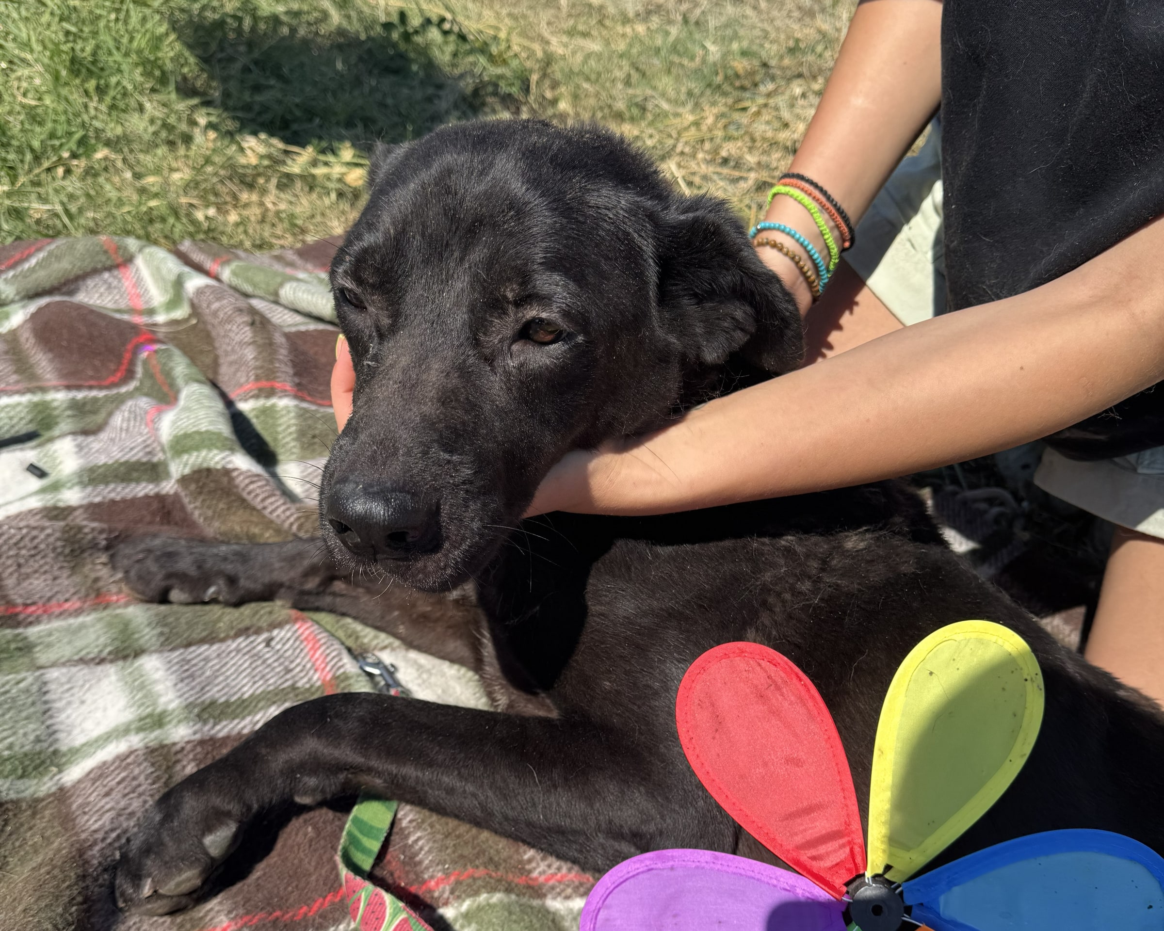 Kaia, rescuehund i Rumänien, bild 1