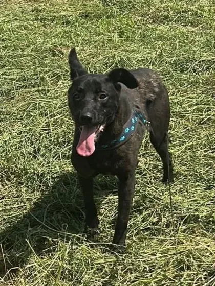Kaia, rescuehund i Rumänien, bild 2