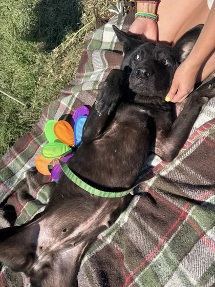 Kaia, rescuehund i Rumänien, bild 3