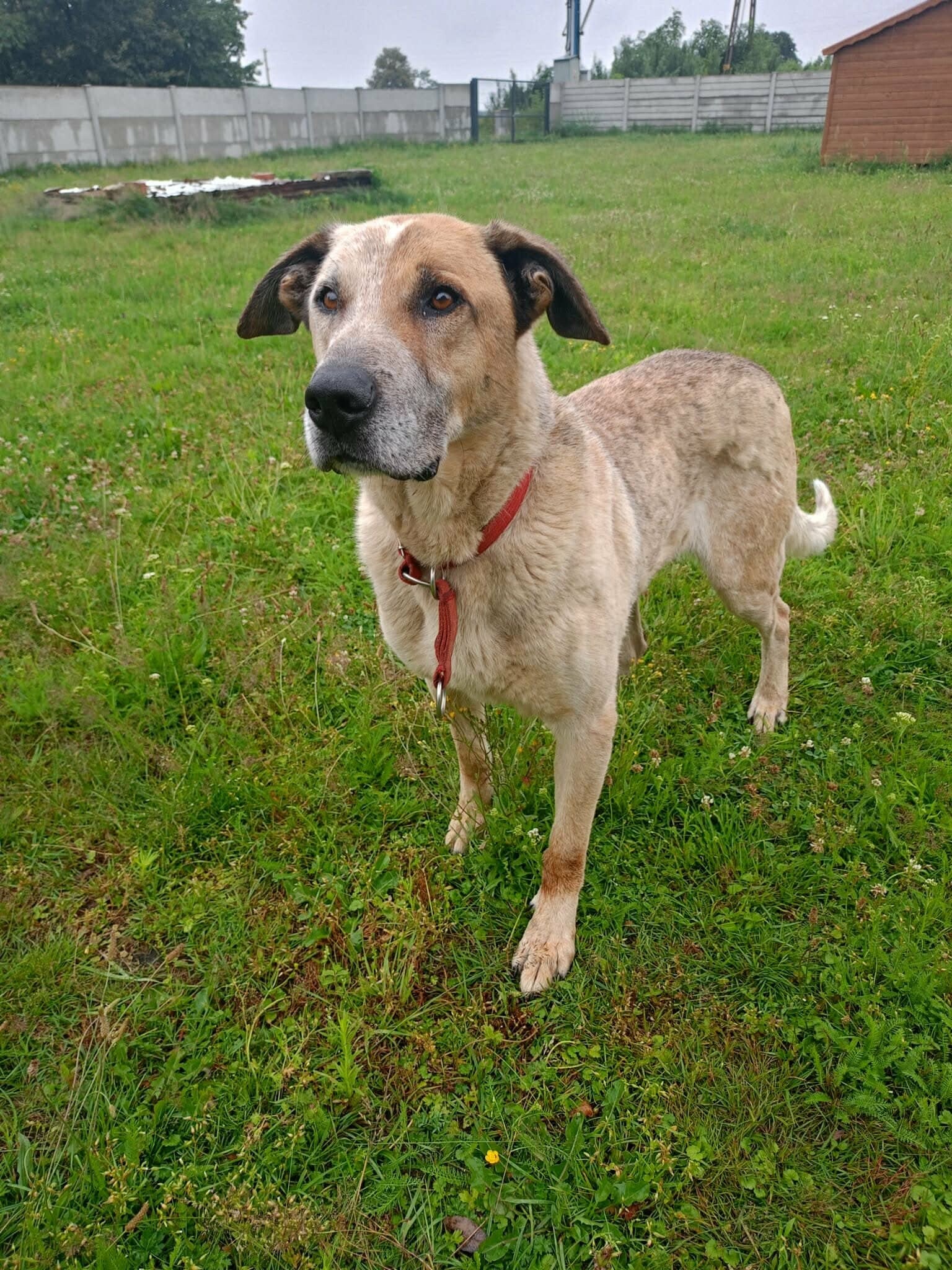 Karo, rescuehund i Polen, bild 1