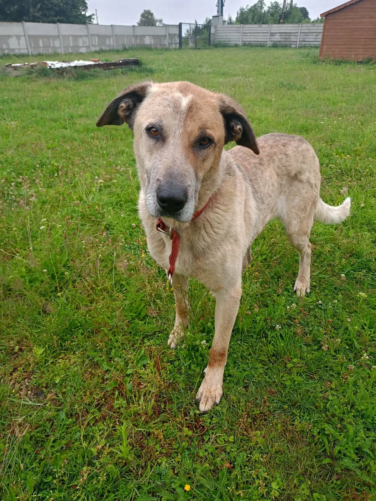 Karo, profilbild för omplaceringshund