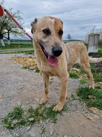 Karo i bildgalleriet