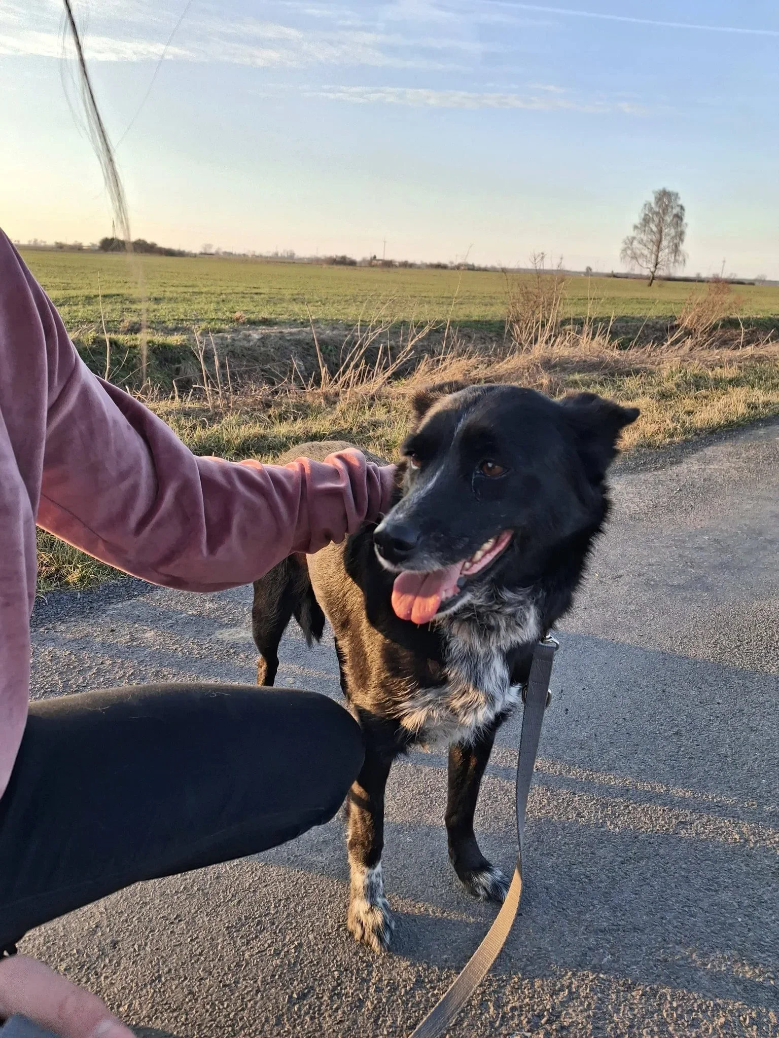 Kreska, rescuehund i Polen, bild 1