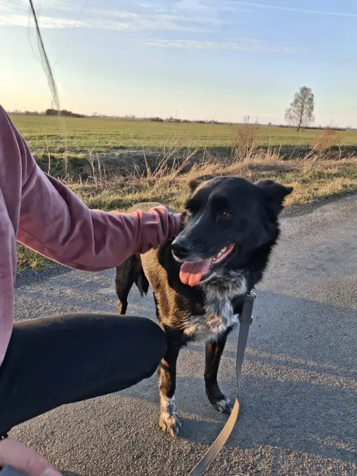 Kreska, en omplaceringshund
