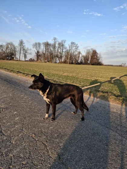Kreska i mittenbild 1
