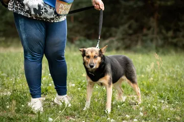 Loka i Polen: Loka står i koppel på gräsmattan bredvid en person