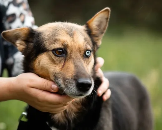 Loka, info kommer som söker hem via Ohana Rescue och finns i Polen