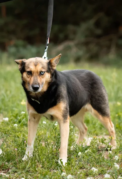 Loka, rescuehund i Polen, bild 3