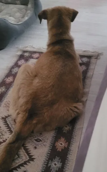Mabel i bildgalleriet