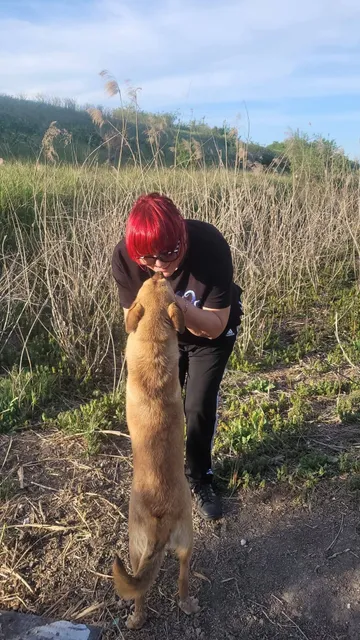 Foto 4 på rescuehunden Mabel