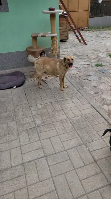 Mabel i bildgalleriet
