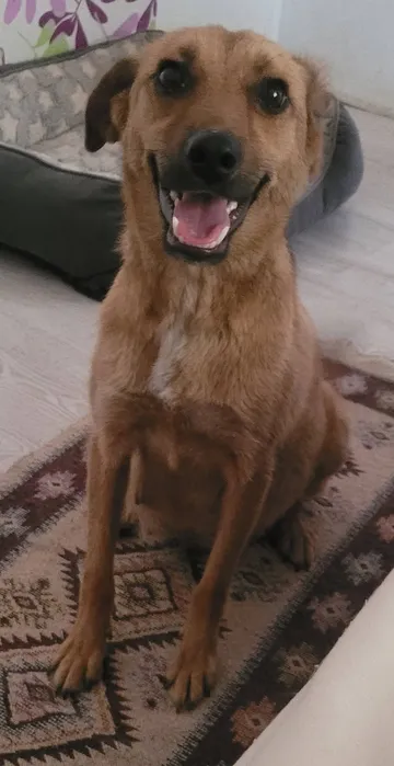 Foto 6 på rescuehunden Mabel