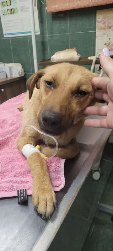 Foto 9 på rescuehunden Mabel