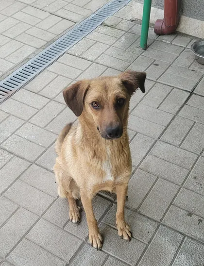 Foto 1 på Mabel, en rescuehund som söker hem