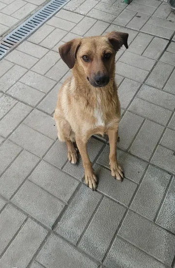 Foto 21 på rescuehunden Mabel