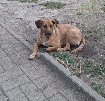 Mabel, rescuehund i Örebro, bild 22