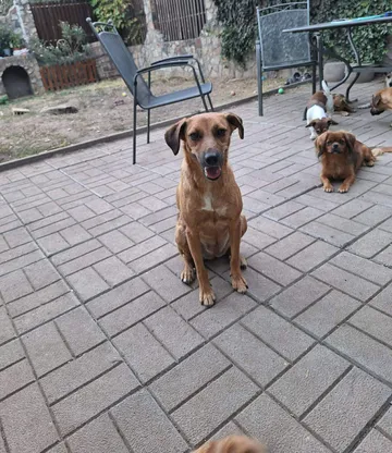 Mabel, rescuehund i Örebro, bild 23