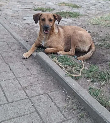 Mabel, rescuehund i Örebro, bild 24