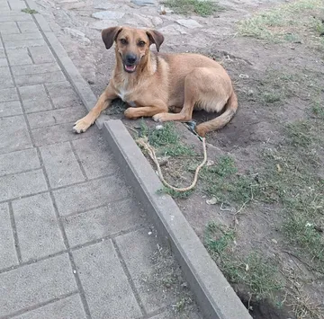 Mabel, rescuehund i Örebro, bild 25
