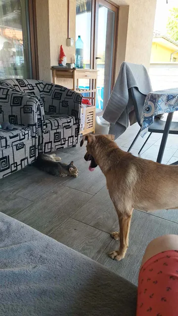 Foto 17 på rescuehunden Mabel