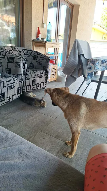 Foto 19 på rescuehunden Mabel