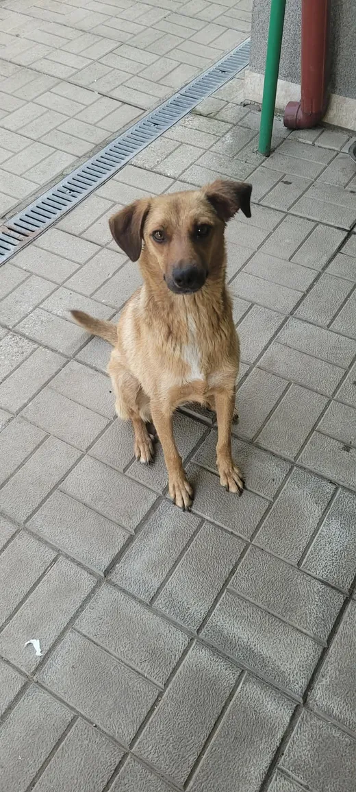 Mabel, blandras som söker hem via Ohana Rescue och finns i Rumänien