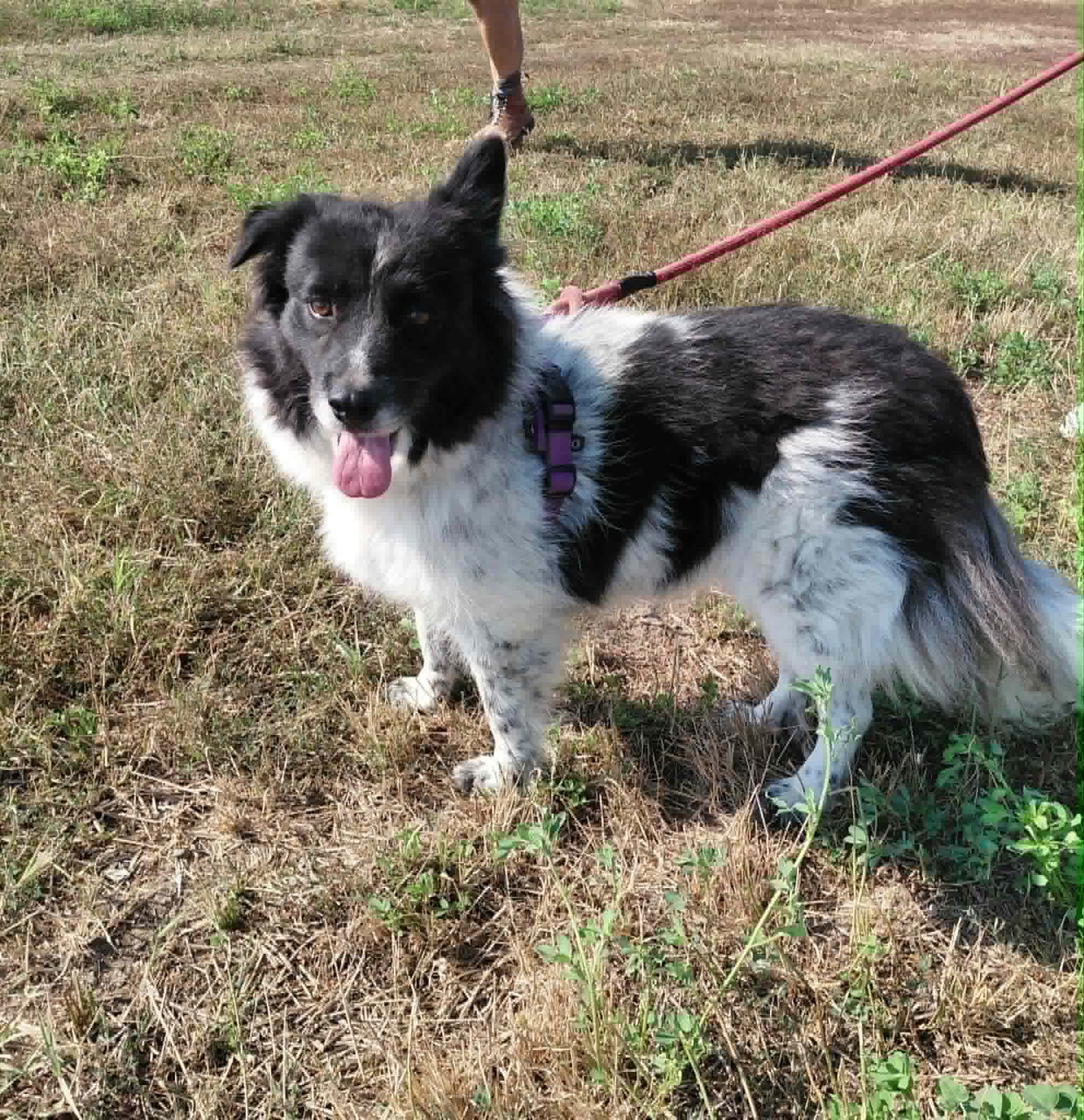 Maddie, rescuehund i Rumänien, bild 1