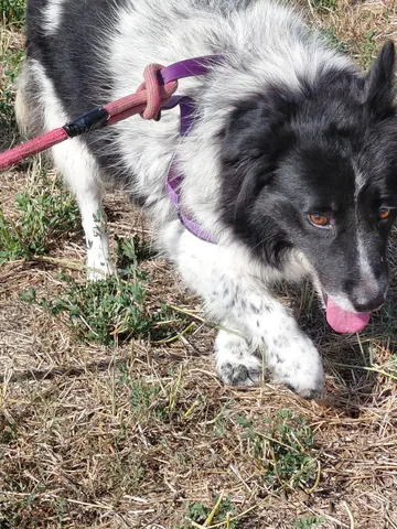 Maddie, rescuehund i Rumänien, bild 2