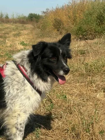 Maddie, rescuehund i Rumänien, bild 3