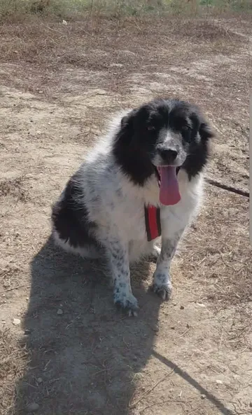 Maddie, rescuehund i Rumänien, bild 4