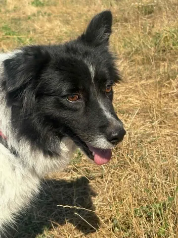 Maddie, rescuehund i Rumänien, bild 5