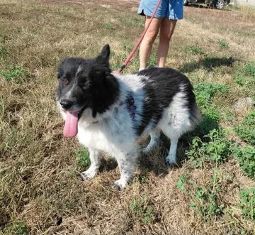 Maddie, rescuehund i Rumänien, bild 6