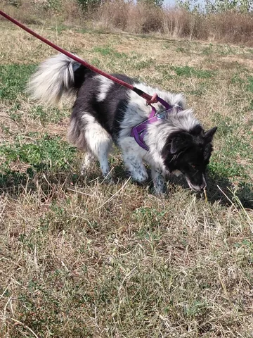 Maddie, rescuehund i Rumänien, bild 7