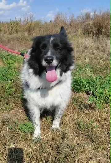 Maddie, rescuehund i Rumänien, bild 8