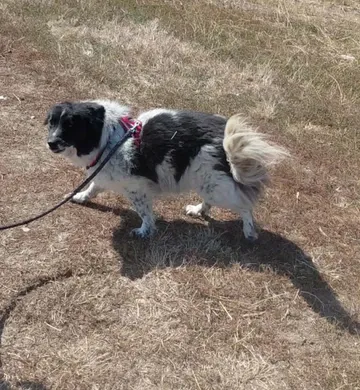Maddie, rescuehund i Rumänien, bild 9