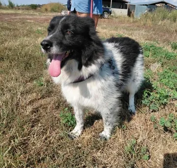 Maddie, rescuehund i Rumänien, bild 10